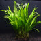 Microsorum pteropus Java Fern