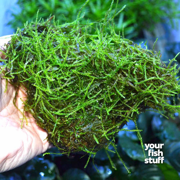 Java Moss (Vesicularia Dubyana) on Driftwood