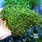 Java Moss (Vesicularia Dubyana) on Driftwood