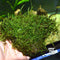 Java Moss (Vesicularia Dubyana) on Driftwood