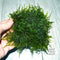 Java Moss (Vesicularia Dubyana) on Mat