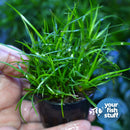 Midground Plant Bundle