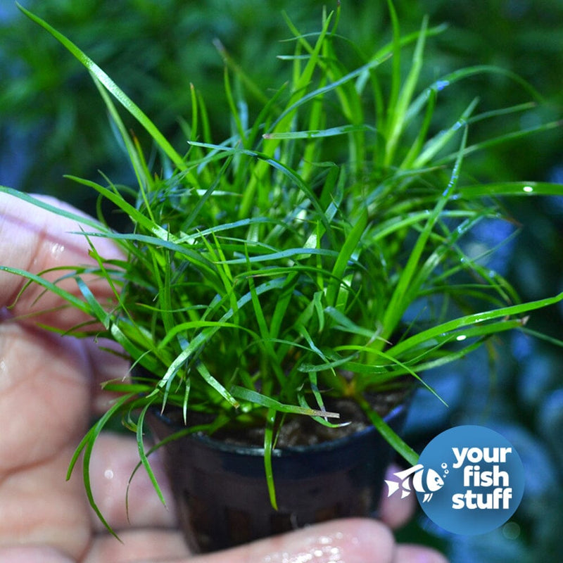 Midground Plant Bundle
