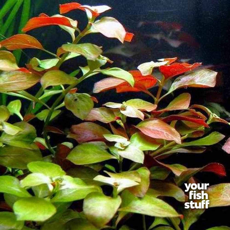 Ludwigia repens, or Water Primrose