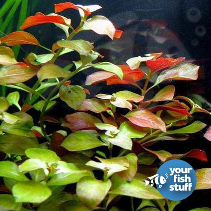 Mixed Plant Bundle