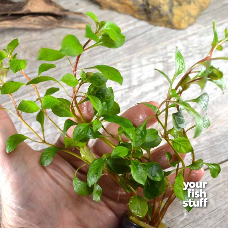 Ludwigia repens, or Water Primrose