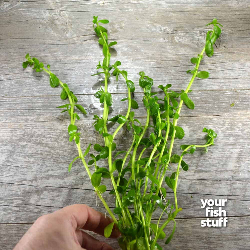 Bacopa monnieri (Moneywort) Live Aquarium Plants