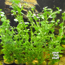 Bacopa monnieri (Moneywort) Live Aquarium Plants