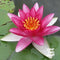 Nymphaea 'Attraction'