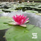 Nymphaea Attraction