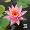Nymphaea 'Colorado' Water Lily