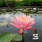 Nymphaea Colorado