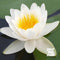 Nymphaea 'Colossea' Water Lily