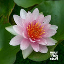 Nymphaea 'Fabiola' Water Lily