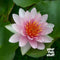 Nymphaea 'Fabiola' Water Lily