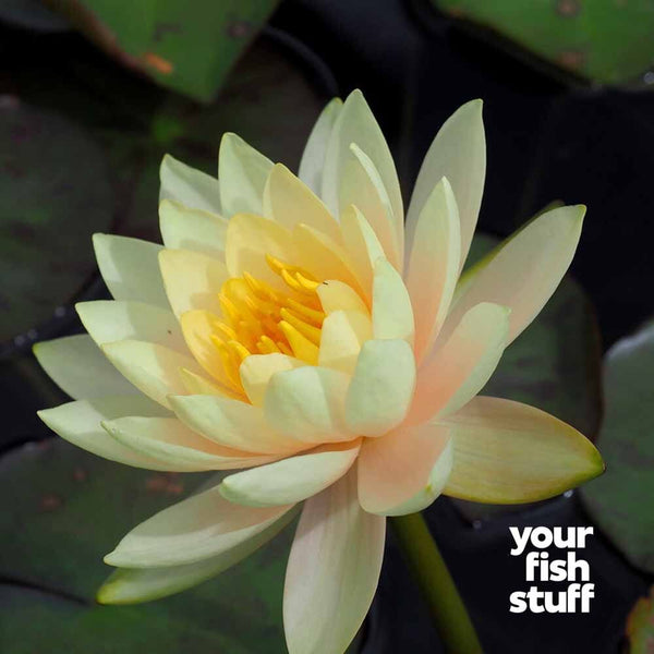 Nymphaea 'Inner Light' Water Lily