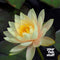 Nymphaea 'Inner Light' Water Lily
