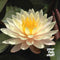 Nymphaea 'Mangkala Ubol' Water Lily