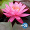 Nymphaea 'Mayla'