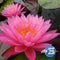 Nymphaea 'Mayla'