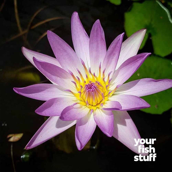 Nymphaea 'Purple Joy'