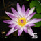 Nymphaea 'Purple Joy'
