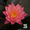 Nymphaea 'Wanvisa' Water Lily