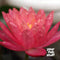 Nymphaea Wanvisa