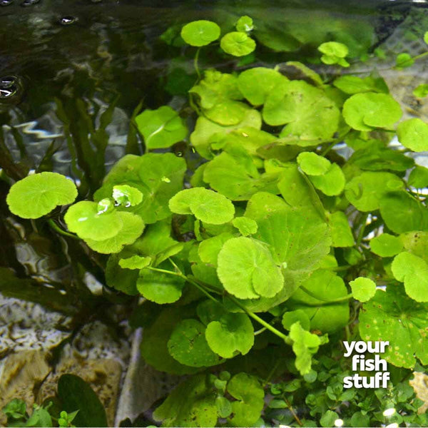 Brazilian Pennywort - Hydrocotyle leucocephala Live Aquarium Brazilian Pennywort - Hydrocotyle leucocephalaPlants