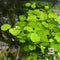 Brazilian Pennywort - Hydrocotyle leucocephala Live Aquarium Brazilian Pennywort - Hydrocotyle leucocephalaPlants