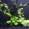 Brazilian Pennywort - Hydrocotyle leucocephala Live Aquarium Brazilian Pennywort - Hydrocotyle leucocephalaPlants