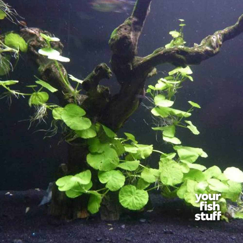 Brazilian Pennywort - Hydrocotyle leucocephala Live Aquarium Brazilian Pennywort - Hydrocotyle leucocephalaPlants