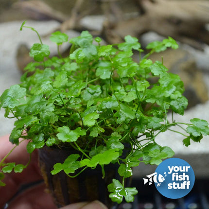 Foreground Plant Bundle