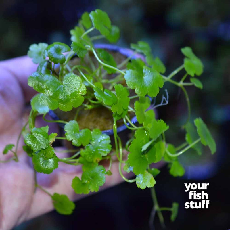 Dwarf Pennywort 'Japan' 