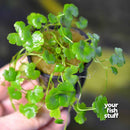 Dwarf Pennywort 'Japan' 