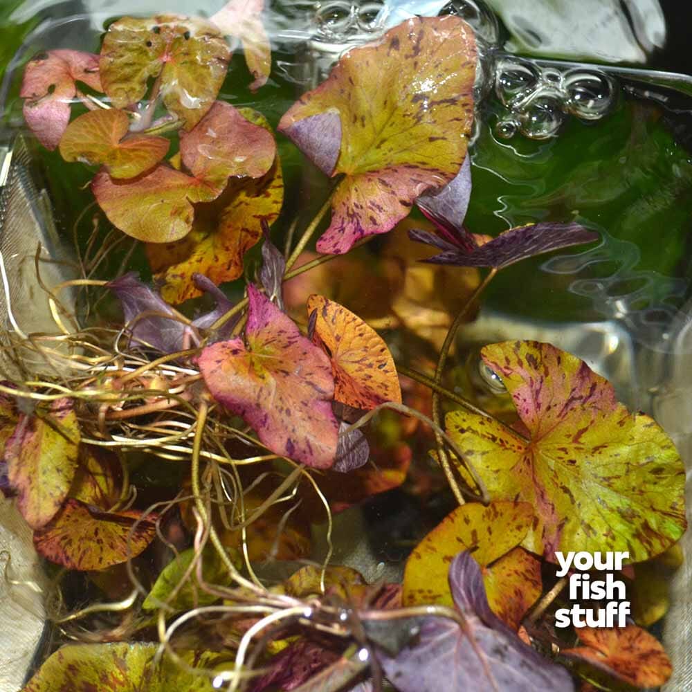 tiger lily aquarium Tiger Lotus Red – Nymphaea zenkeri Aquarium Plant – Your Fish Stuff