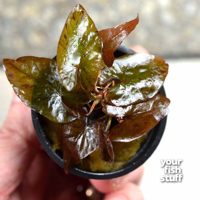 red tiger lotus vs dwarf lily Tiger Lotus Red – Nymphaea zenkeri Aquarium Plant – Your Fish Stuff