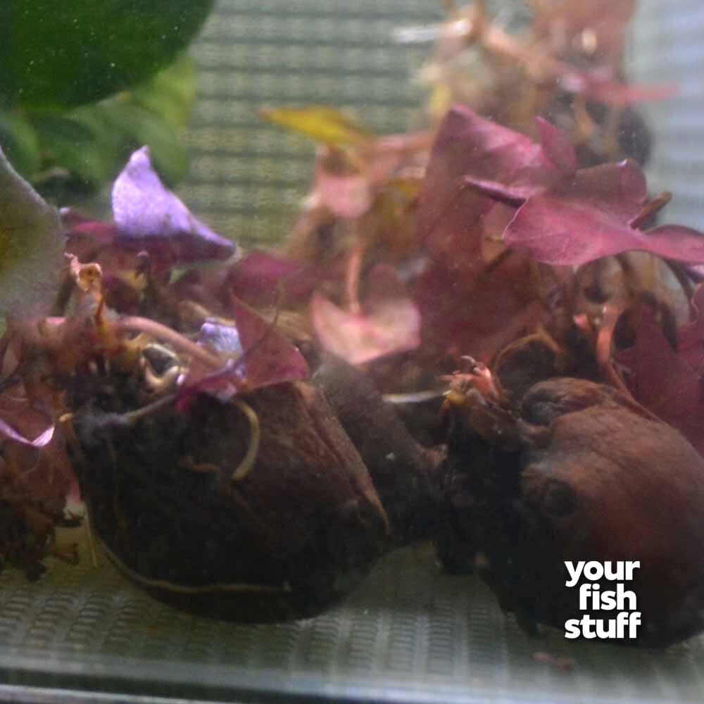 red tiger lotus vs dwarf lily Tiger Lotus Red – Nymphaea zenkeri Aquarium Plant – Your Fish Stuff