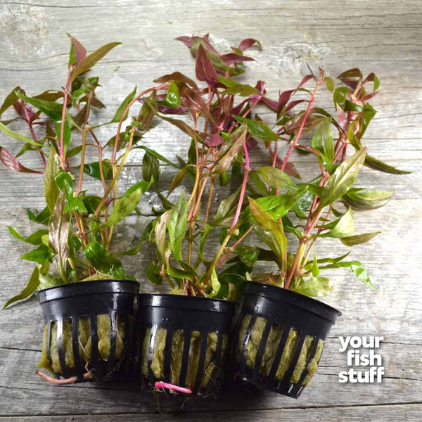 Alternanthera reineckii (Scarlet Temple) Live Aquarium Plants