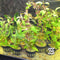 Alternanthera reineckii (Scarlet Temple) Live Aquarium Plants