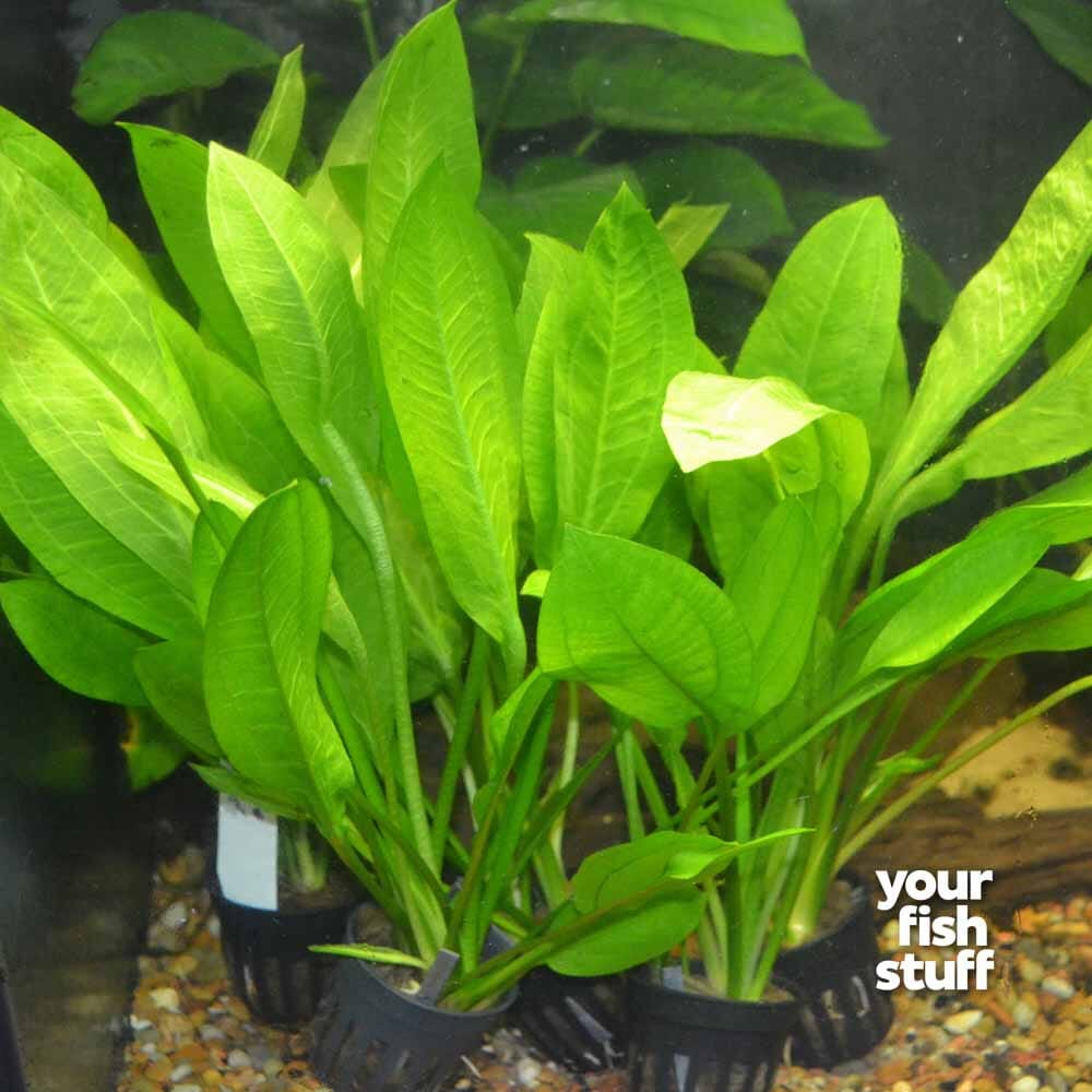 Fish Suff Swords – Your Fish Stuff