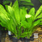 Echinodorus bleheri Amazon Sword plant