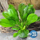 Midground Plant Bundle