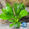 Midground Plant Bundle
