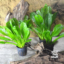 Echinodorus parviflorus Rosette Sword Plant