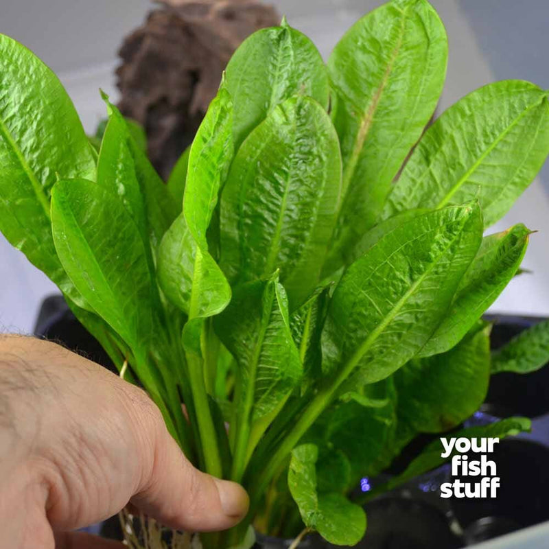 Echinodorus parviflorus Rosette Sword Plant