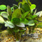 Echinodorus ozelot 'red'