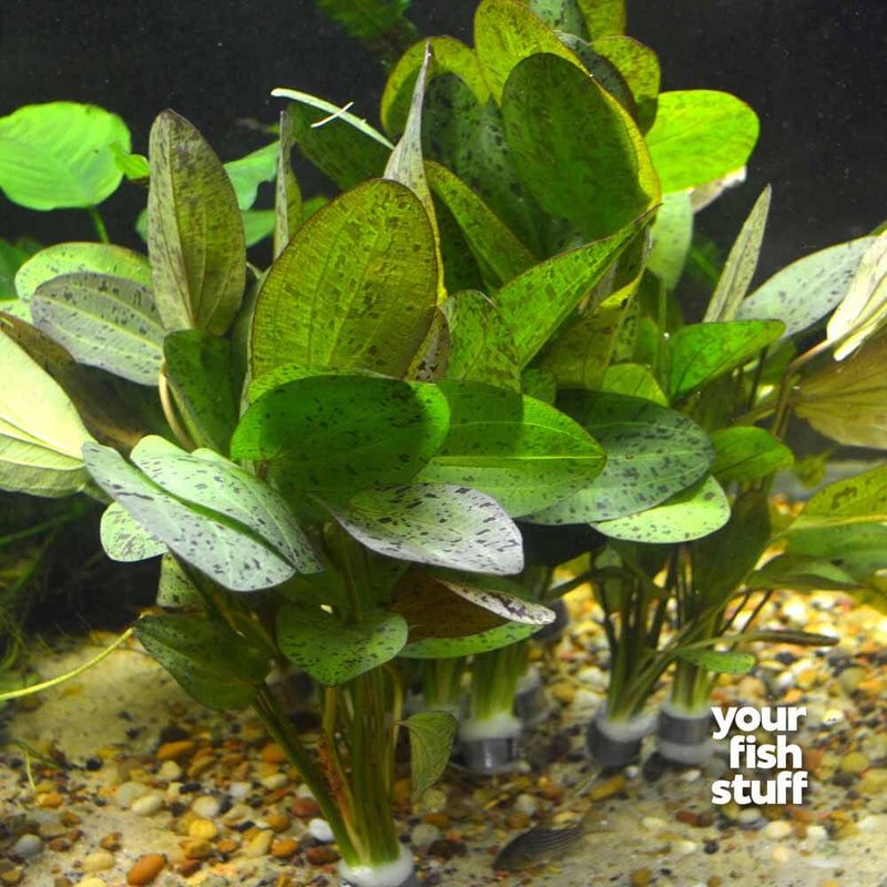 Echinodorus ozelot 'red'