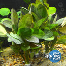 Midground Plant Bundle