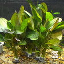 Echinodorus ozelot 'red'